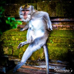 Scratching monkey