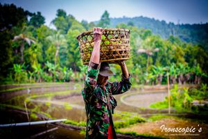 Rice worker